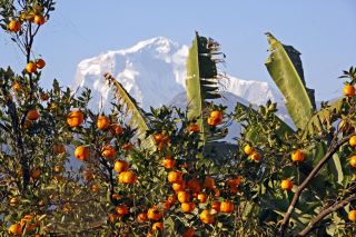 Mandarinen mit Dhaulagiri