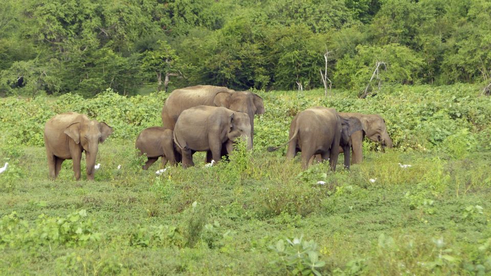Elefanten bei Safari im Udawalawe