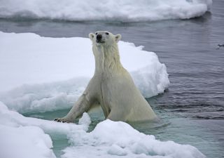 Eisbären sind fantastische Schwimmer