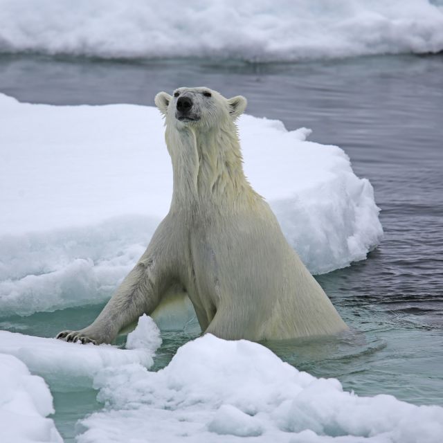 Eisbären sind fantastische Schwimmer