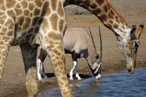 Giraffe und Oryx im Etosha-Nationalpark