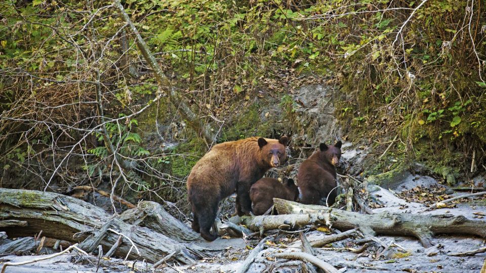 Grizzly-Familie am Ufer