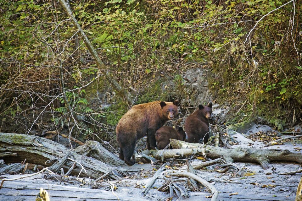 Grizzly-Familie am Ufer