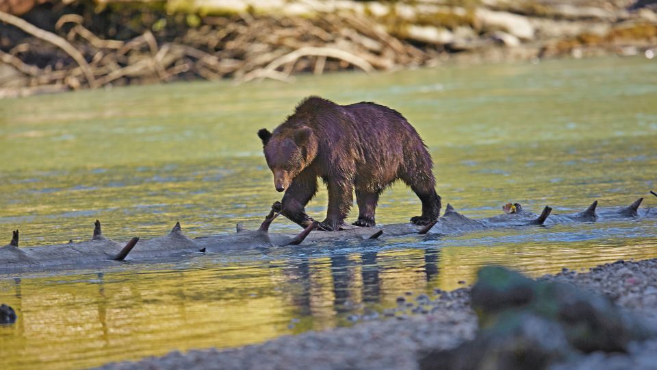 Grizzly am Fluss