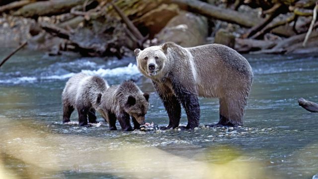 Grizzly-Familie im Toba River