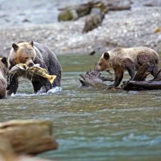 Grizzly-Familie beim Lachsfang am Fluss