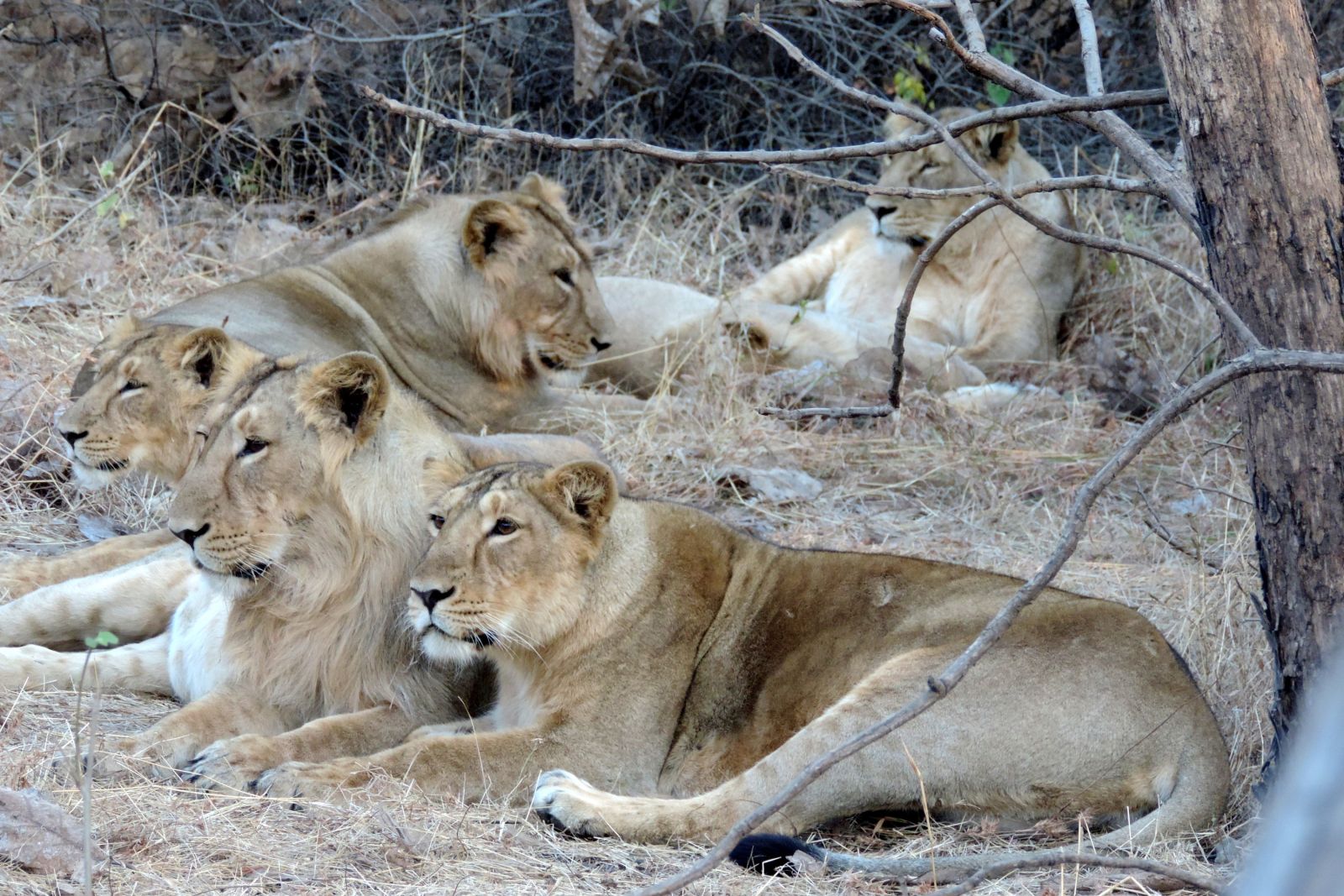 Löwen im Sasan-Gir-Nationalpark