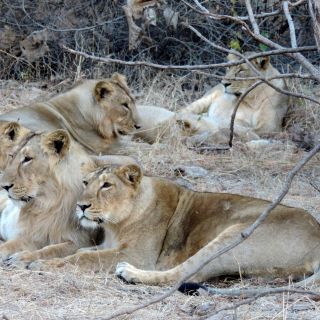 Löwen im Sasan-Gir-Nationalpark
