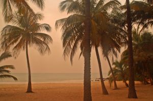 Palmenstrand im Senegal