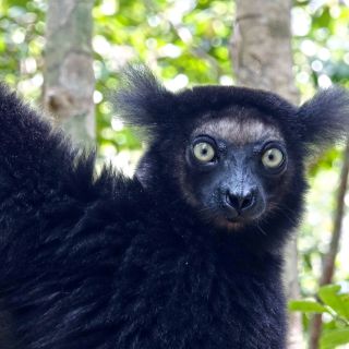 Indri-Indri