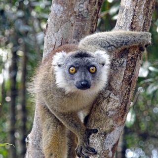 Lemur im Palmarium Reservat