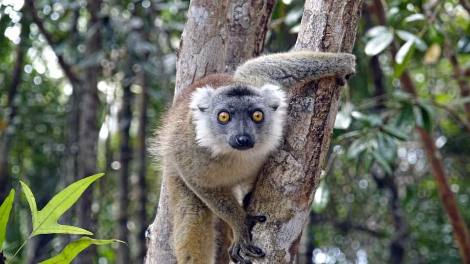Lemur im Palmarium Reservat