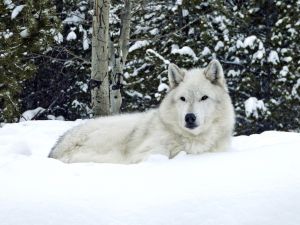 Wolf im Yellowstone NP