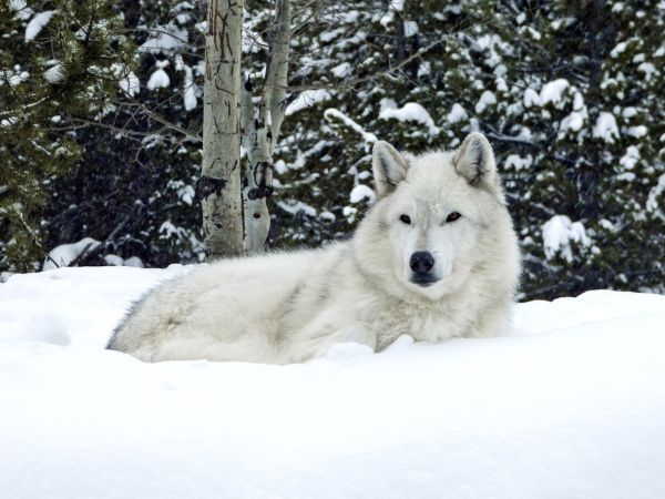 Wolf im Yellowstone NP © Diamir