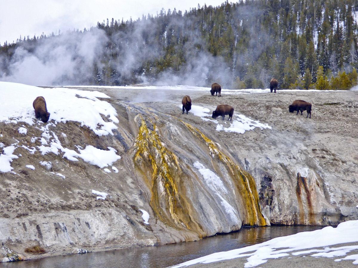 Bisons grasen im Yellowstone NP