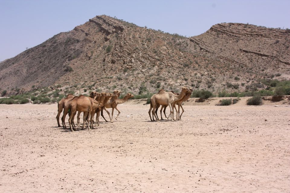 Kamelherden