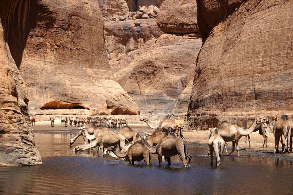 Kamele im Guelta