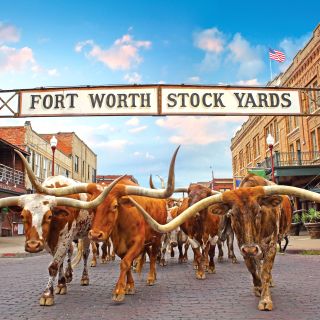 Viehherde in den Stockyards, Fort Worth, Texas