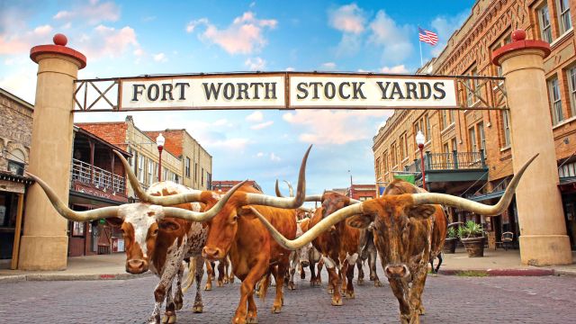 Viehherde in den Stockyards, Fort Worth, Texas