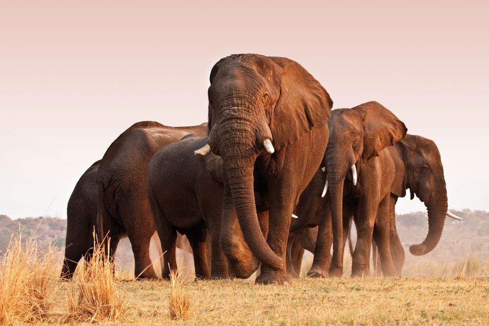 Imposante Elefantenherde