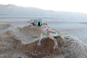 Putziger Gecko bei der Living Desert Tour