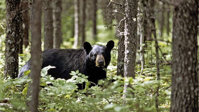 Schwarzbär, nördliches Ontario nahe Chapleau