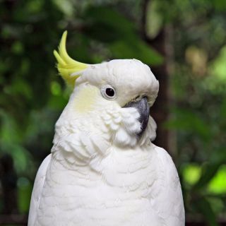 Ein Kakadu