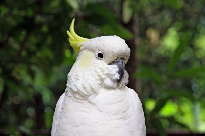 Ein Kakadu © Diamir