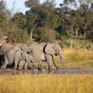 Elefanten im Okavango-Delta
