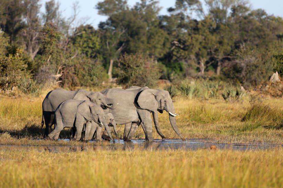 Elefanten im Okavango-Delta