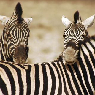 Zebra im Etosha-Nationalpark