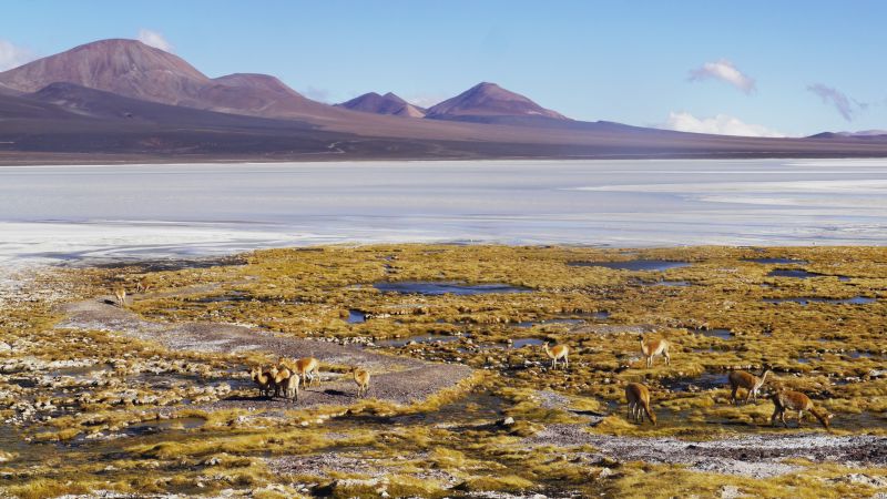 Vicuñas an der Laguna Brava © Diamir