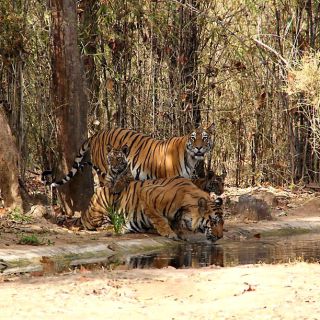 Tigerin Kankati und Tiger Bamera mit Jungen im Bandhavgarh-Nationalpark