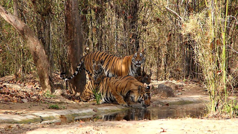 Tigerin Kankati und Tiger Bamera mit Jungen im Bandhavgarh-Nationalpark