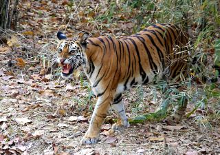 Tigerin Kankati im Bandhavgarh-Nationalpark