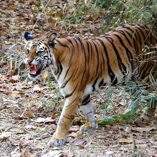 Tigerin Kankati im Bandhavgarh-Nationalpark