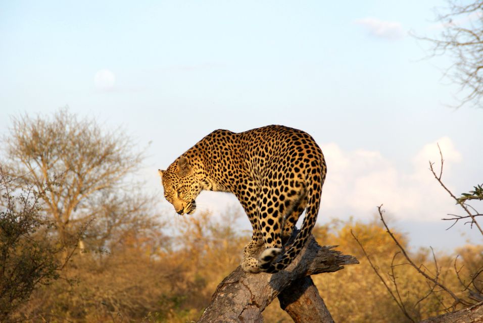 Leopard im Kruger-Nationalpark