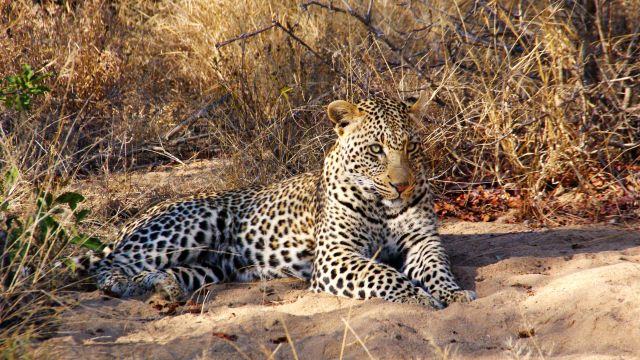 Leopard im Kruger-Nationalpark
