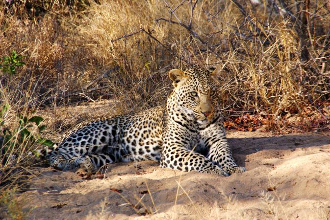 Leopard im Kruger-Nationalpark © Diamir
