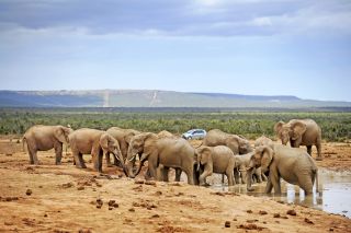 Elefanten im Addo-nationalpark