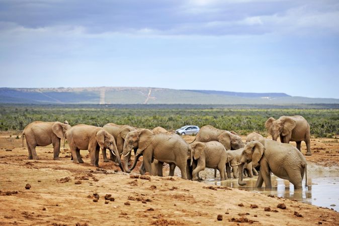 Elefanten im Addo-nationalpark © Diamir