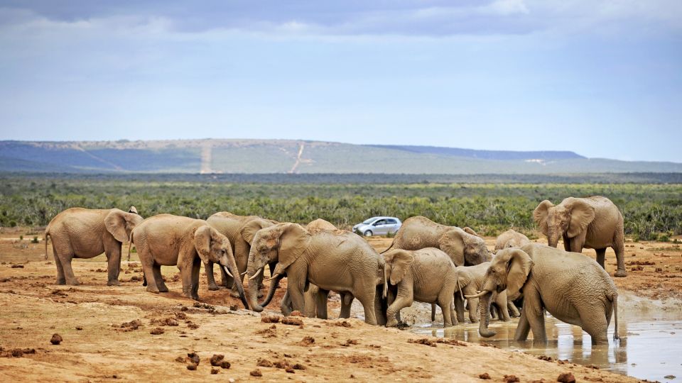 Elefanten im Addo-nationalpark