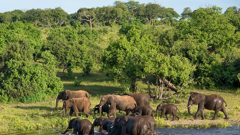 badende Elefanten im Chobe-Nationalpark