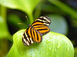 Schmetterling Belize