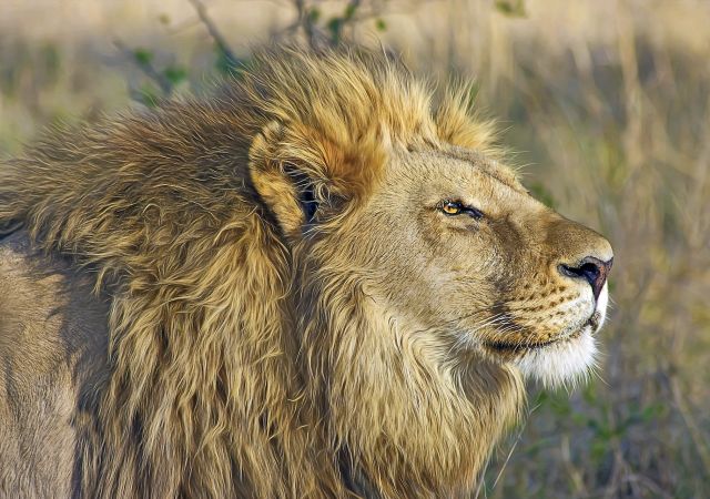 Löwe im Hwange-Nationalpark