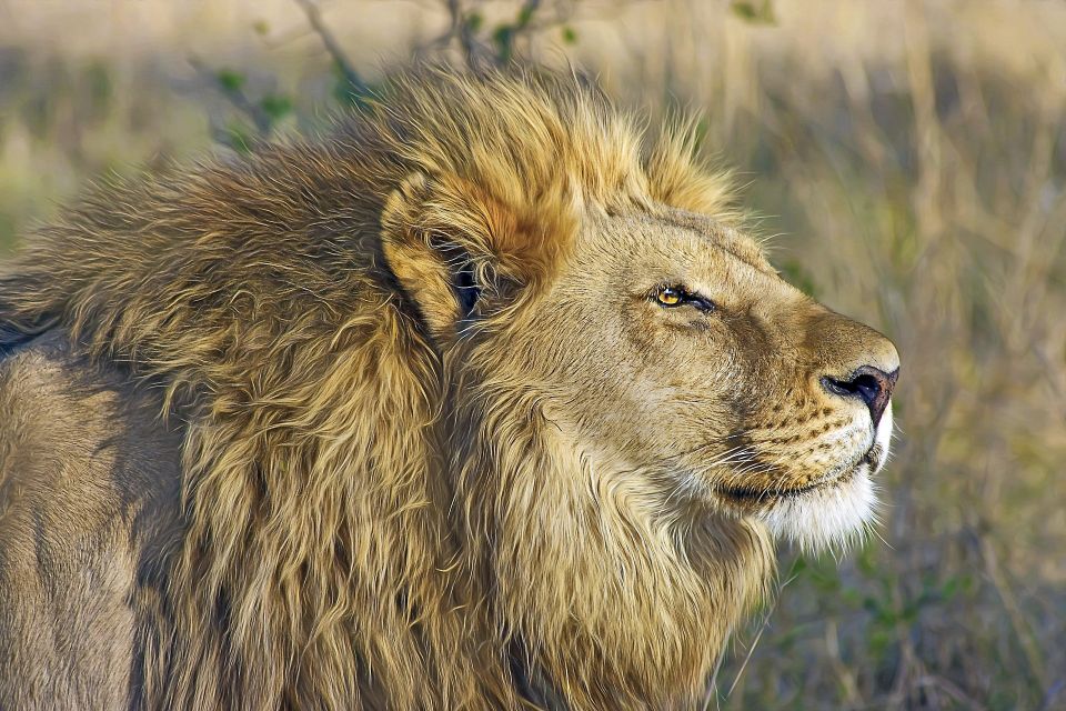 Löwe im Hwange-Nationalpark