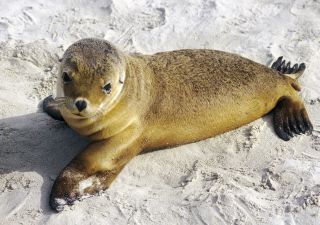 Kangaroo Island Seal Bay Seehund