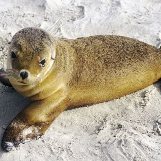 Kangaroo Island Seal Bay Seehund