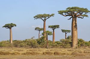Baobab-Allee in Morondava