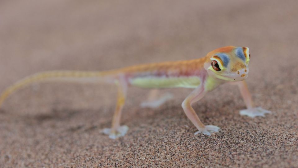 Palmato Gecko